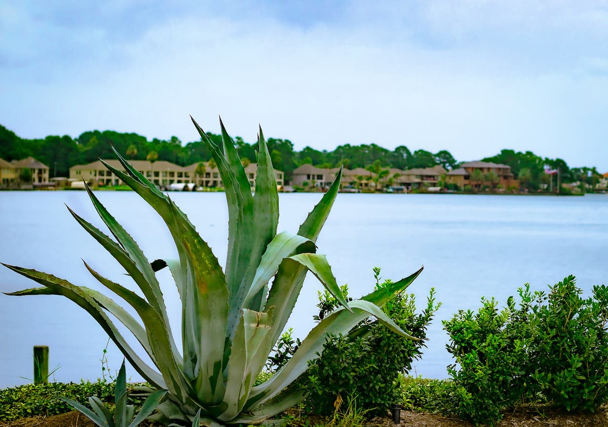 Fun Facts to Know Before Moving to Conroe, Tx