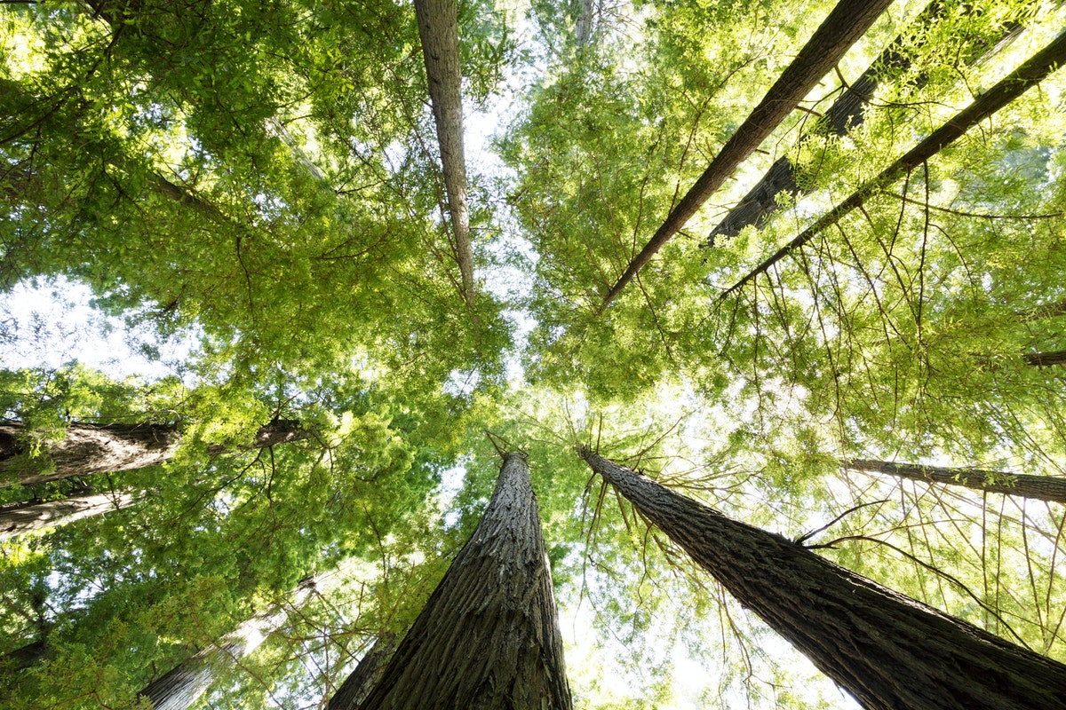 Adventure Awaits You at Sam Houston National Forest